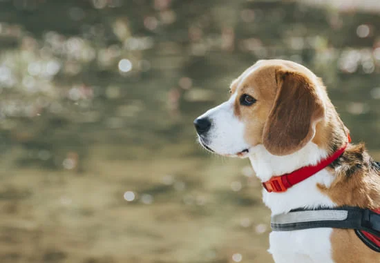 [guia de raça] - beagle- Temperamento]