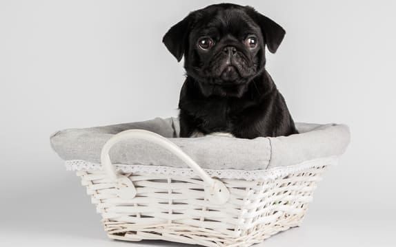[guia de raça] - pug- tipo de pelagem]