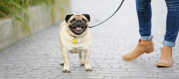 [guia de raça] - pug- tipo de pelagem]