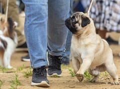 [guia de raça]- pug -carrossel dicas]