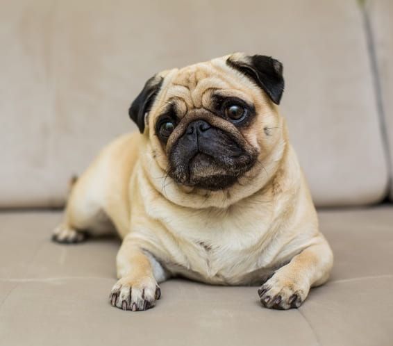 [guia de raça] - pug- problemas de saúde] 