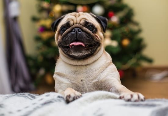 [guia de raça] - pug- Temperamento]