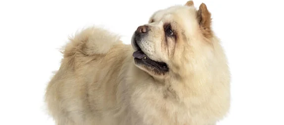 [guia de raça] - chow-chow- tipo de pelagem]