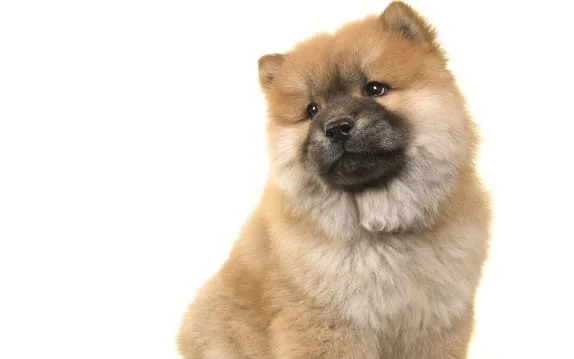 [guia de raça] - chow-chow- tipo de pelagem]