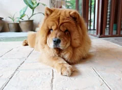 [guia de raça]- chow-chow -carrossel dicas]
