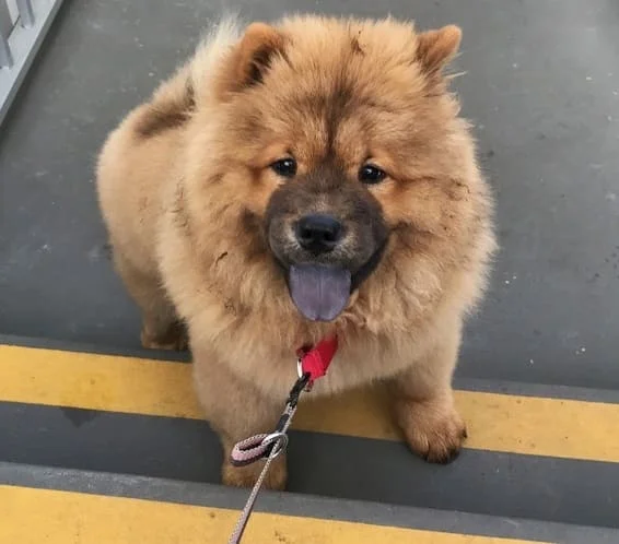 [guia de raça] - chow-chow- problemas de saúde] 
