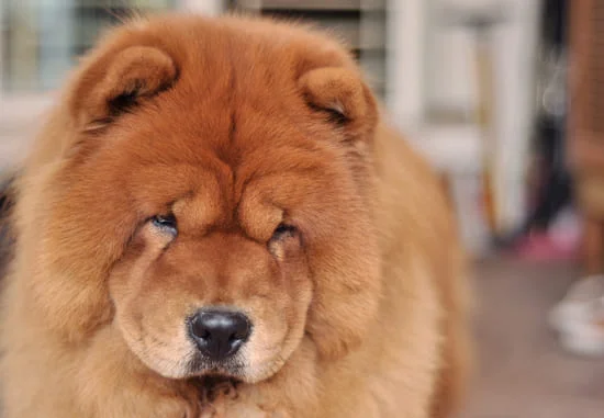 [guia de raça] - chow-chow- Temperamento]