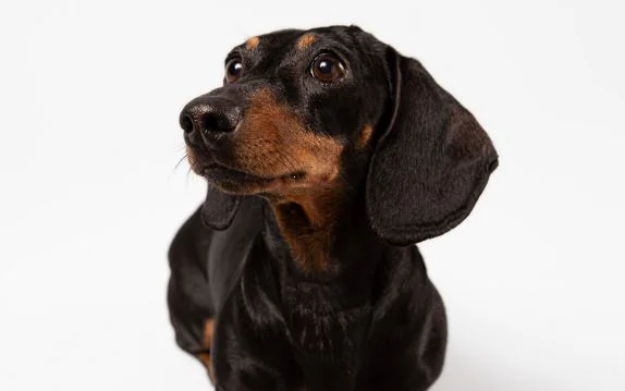[guia de raça] - dachshund- tipo de pelagem]