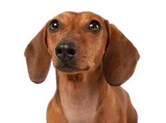[guia de raça]- dachshund -carrossel dicas]