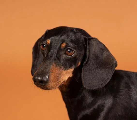 [guia de raça] - dachshund- problemas de saúde] 