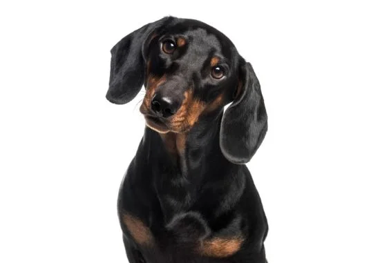 [guia de raça] - dachshund- Temperamento]