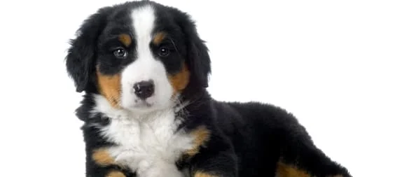 [guia de raça] - bernese- tipo de pelagem]