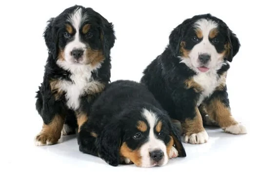 [guia de raça] - bernese- tipo de pelagem]