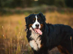 [guia de raça]- bernese -carrossel dicas]