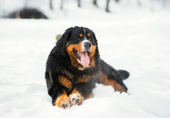 [guia de raça] - bernese- Temperamento]