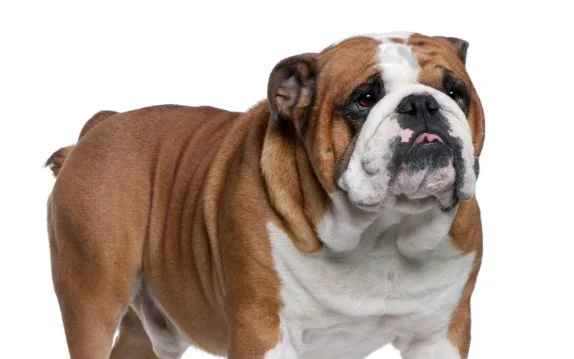 [guia de raça] - buldogue-ingles- tipo de pelagem]