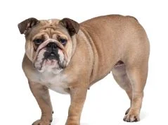 [guia de raça]- buldogue-ingles -carrossel dicas]