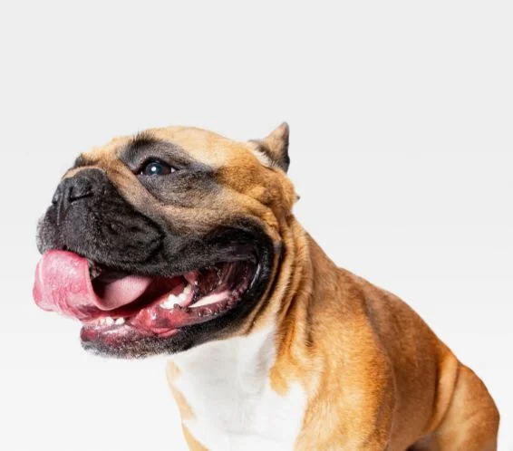 [guia de raça] - buldogue-ingles- problemas de saúde] 