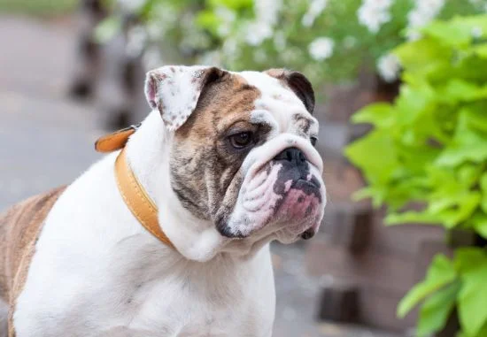 [guia de raça] - buldogue-ingles- Temperamento]