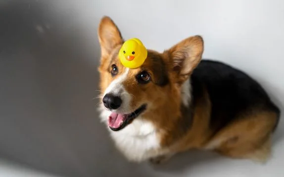 [guia de raça] - welsh-corgi- tipo de pelagem]