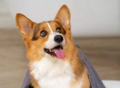 [guia de raça]- welsh-corgi -carrossel dicas]