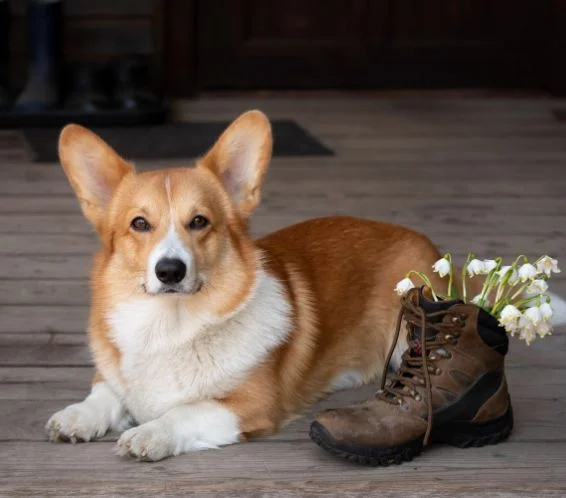 [guia de raça] - welsh-corgi- problemas de saúde] 