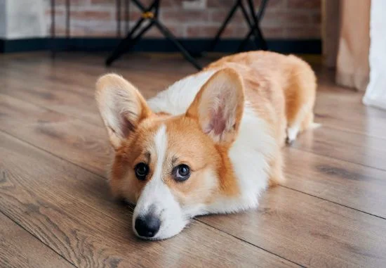 [guia de raça] - welsh-corgi- Temperamento]