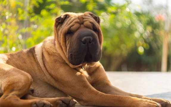 [guia de raça] - shar-pei- tipo de pelagem]