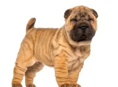 [guia de raça]- shar-pei -carrossel dicas]