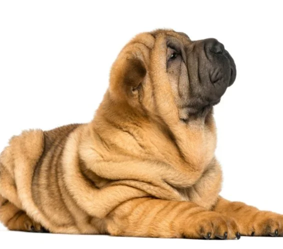 [guia de raça] - shar-pei- problemas de saúde] 