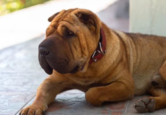 [guia de raça] - shar-pei- Temperamento]