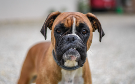 [guia de raça] - boxer- tipo de pelagem]