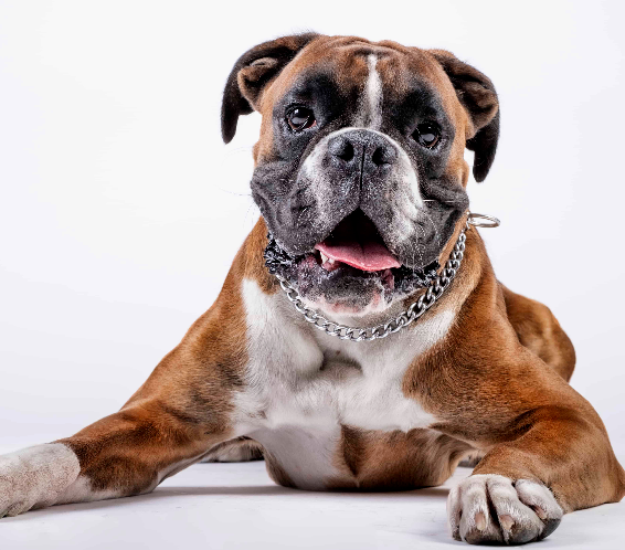 [guia de raça] - boxer- problemas de saúde] 