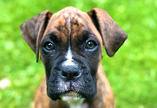 [guia de raça] - boxer- Temperamento]