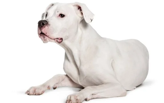 [guia de raça] - dogo-argentino- tipo de pelagem]