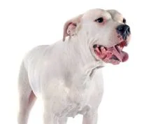 [guia de raça]- dogo-argentino -carrossel dicas]