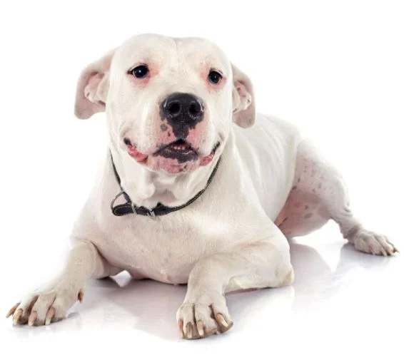 [guia de raça] - dogo-argentino- problemas de saúde] 