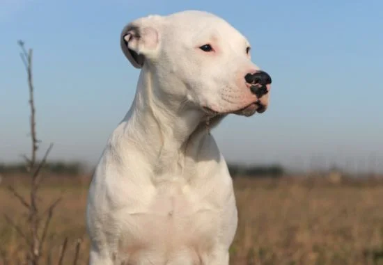 [guia de raça] - dogo-argentino- Temperamento]