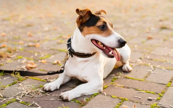 [guia de raça] - jack-russell-terrier- tipo de pelagem]