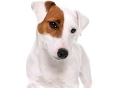[guia de raça]- jack-russell-terrier -carrossel dicas]