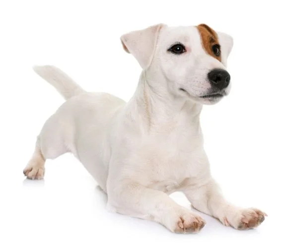[guia de raça] - jack-russell-terrier- problemas de saúde] 