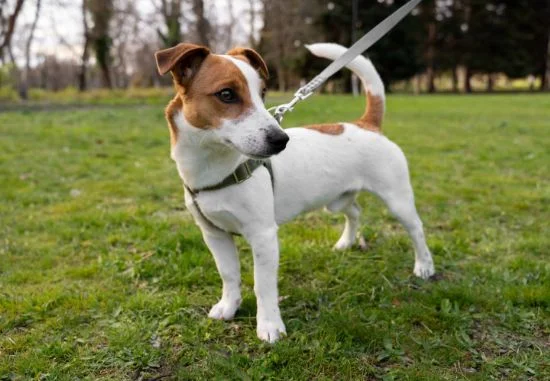[guia de raça] - jack-russell-terrier- Temperamento]
