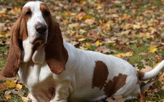 [guia de raça] - basset-hound- tipo de pelagem]