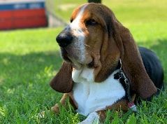 [guia de raça]- basset-hound -carrossel dicas]