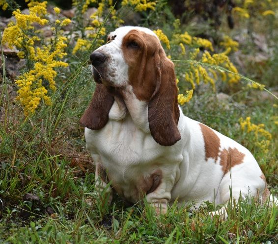 [guia de raça] - basset-hound- problemas de saúde] 