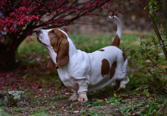 [guia de raça] - basset-hound- Temperamento]