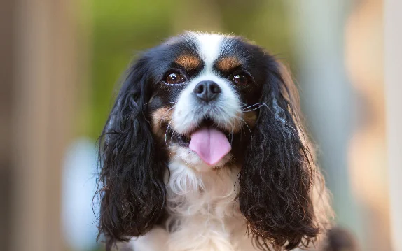 [guia de raça] - cavalier-king-charles-spaniel- tipo de pelagem]