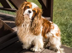 [guia de raça]- cavalier-king-charles-spaniel -carrossel dicas]