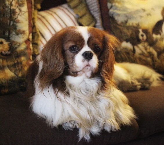 [guia de raça] - cavalier-king-charles-spaniel- problemas de saúde] 