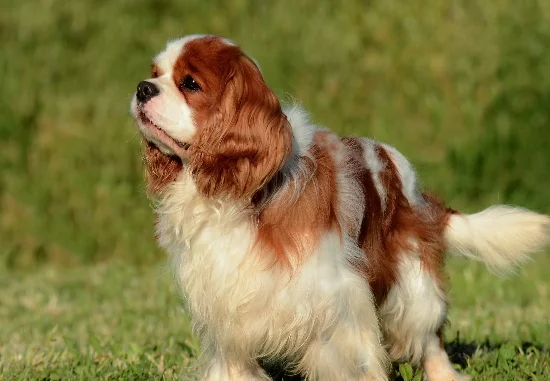 [guia de raça] - cavalier-king-charles-spaniel- Temperamento]
